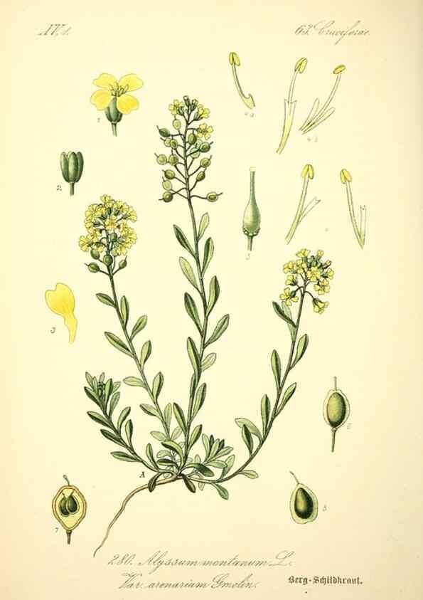 Reproducción/Reproduction 27038786362: Prof. Dr. Thomé's Flora von Deutschland, Österreich und der Schweiz, in Wort und Bild, für Schule und Haus ; mit ... Tafeln ... von Walter Müller.. Gera-Untermhaus :F.E. Köhler,1886-1934.