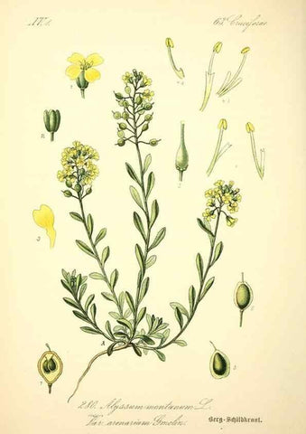 Reproducción/Reproduction 27038786362: Prof. Dr. Thomé's Flora von Deutschland, Österreich und der Schweiz, in Wort und Bild, für Schule und Haus ; mit ... Tafeln ... von Walter Müller.. Gera-Untermhaus :F.E. Köhler,1886-1934.