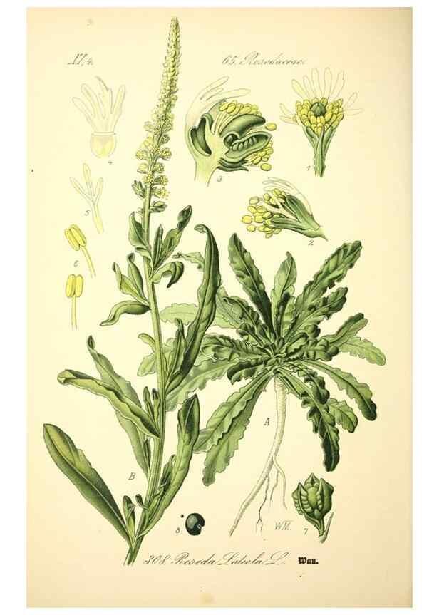 Reproducción/Reproduction 27065220211: Prof. Dr. Thomé's Flora von Deutschland, Österreich und der Schweiz, in Wort und Bild, für Schule und Haus ; mit ... Tafeln ... von Walter Müller.. Gera-Untermhaus :F.E. Köhler,1886-1934.