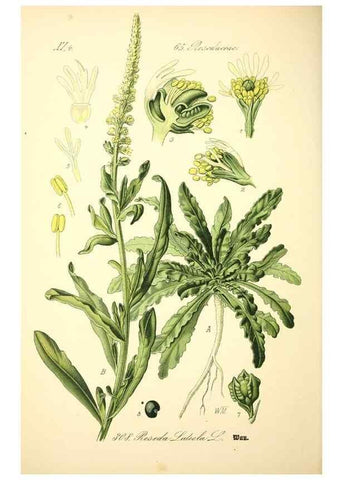 Reproducción/Reproduction 27065220211: Prof. Dr. Thomé's Flora von Deutschland, Österreich und der Schweiz, in Wort und Bild, für Schule und Haus ; mit ... Tafeln ... von Walter Müller.. Gera-Untermhaus :F.E. Köhler,1886-1934.