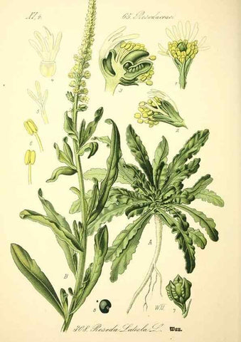 Reproducción/Reproduction 27065220211: Prof. Dr. Thomé's Flora von Deutschland, Österreich und der Schweiz, in Wort und Bild, für Schule und Haus ; mit ... Tafeln ... von Walter Müller.. Gera-Untermhaus :F.E. Köhler,1886-1934.