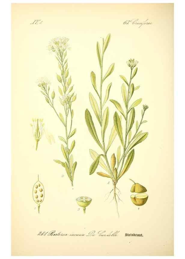 Reproducción/Reproduction 27038789502: Prof. Dr. Thomé's Flora von Deutschland, Österreich und der Schweiz, in Wort und Bild, für Schule und Haus ; mit ... Tafeln ... von Walter Müller.. Gera-Untermhaus :F.E. Köhler,1886-1934.
