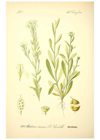 Reproducción/Reproduction 27038789502: Prof. Dr. Thomé's Flora von Deutschland, Österreich und der Schweiz, in Wort und Bild, für Schule und Haus ; mit ... Tafeln ... von Walter Müller.. Gera-Untermhaus :F.E. Köhler,1886-1934.