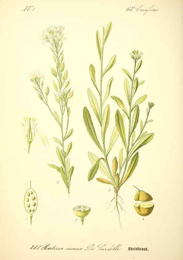 Reproducción/Reproduction 27038789502: Prof. Dr. Thomé's Flora von Deutschland, Österreich und der Schweiz, in Wort und Bild, für Schule und Haus ; mit ... Tafeln ... von Walter Müller.. Gera-Untermhaus :F.E. Köhler,1886-1934.