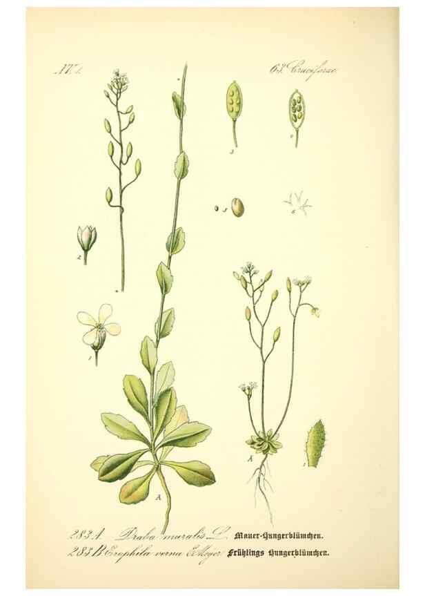 Reproducción/Reproduction 26527859154: Prof. Dr. Thomé's Flora von Deutschland, Österreich und der Schweiz, in Wort und Bild, für Schule und Haus ; mit ... Tafeln ... von Walter Müller.. Gera-Untermhaus :F.E. Köhler,1886-1934.