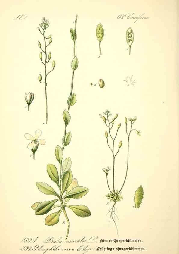 Reproducción/Reproduction 26527859154: Prof. Dr. Thomé's Flora von Deutschland, Österreich und der Schweiz, in Wort und Bild, für Schule und Haus ; mit ... Tafeln ... von Walter Müller.. Gera-Untermhaus :F.E. Köhler,1886-1934.