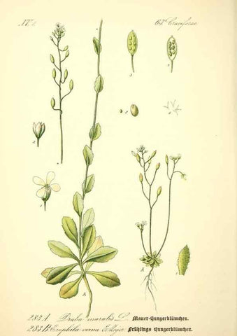 Reproducción/Reproduction 26527859154: Prof. Dr. Thomé's Flora von Deutschland, Österreich und der Schweiz, in Wort und Bild, für Schule und Haus ; mit ... Tafeln ... von Walter Müller.. Gera-Untermhaus :F.E. Köhler,1886-1934.