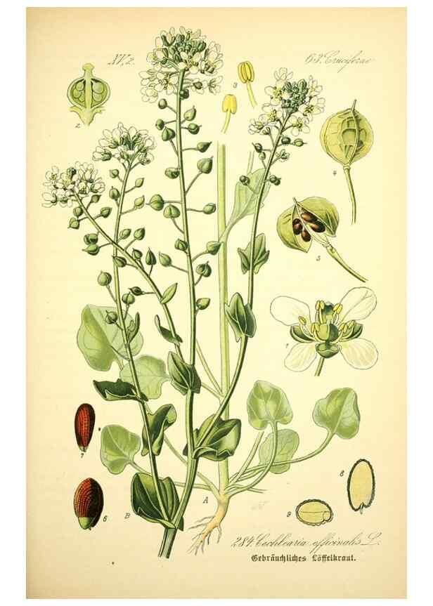 Reproducción/Reproduction 26529504663: Prof. Dr. Thomé's Flora von Deutschland, Österreich und der Schweiz, in Wort und Bild, für Schule und Haus ; mit ... Tafeln ... von Walter Müller.. Gera-Untermhaus :F.E. Köhler,1886-1934.