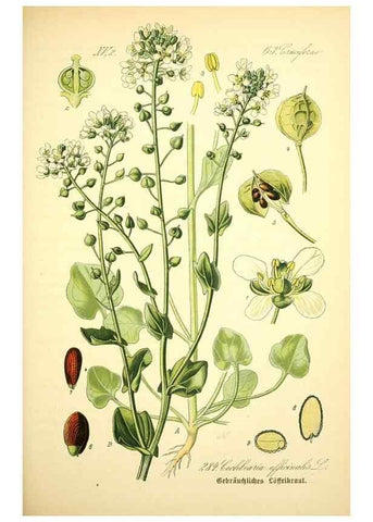 Reproducción/Reproduction 26529504663: Prof. Dr. Thomé's Flora von Deutschland, Österreich und der Schweiz, in Wort und Bild, für Schule und Haus ; mit ... Tafeln ... von Walter Müller.. Gera-Untermhaus :F.E. Köhler,1886-1934.