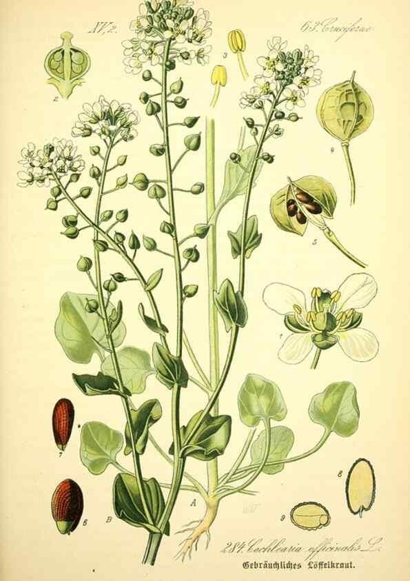 Reproducción/Reproduction 26529504663: Prof. Dr. Thomé's Flora von Deutschland, Österreich und der Schweiz, in Wort und Bild, für Schule und Haus ; mit ... Tafeln ... von Walter Müller.. Gera-Untermhaus :F.E. Köhler,1886-1934.