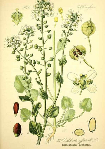 Reproducción/Reproduction 26529504663: Prof. Dr. Thomé's Flora von Deutschland, Österreich und der Schweiz, in Wort und Bild, für Schule und Haus ; mit ... Tafeln ... von Walter Müller.. Gera-Untermhaus :F.E. Köhler,1886-1934.