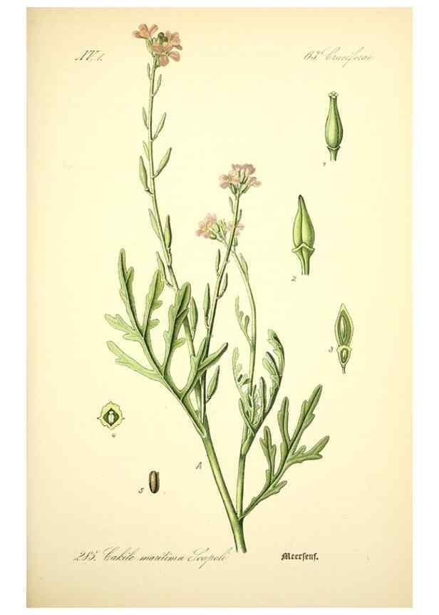 Reproducción/Reproduction 27038802182: Prof. Dr. Thomé's Flora von Deutschland, Österreich und der Schweiz, in Wort und Bild, für Schule und Haus ; mit ... Tafeln ... von Walter Müller.. Gera-Untermhaus :F.E. Köhler,1886-1934.