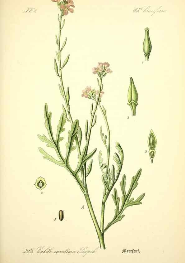 Reproducción/Reproduction 27038802182: Prof. Dr. Thomé's Flora von Deutschland, Österreich und der Schweiz, in Wort und Bild, für Schule und Haus ; mit ... Tafeln ... von Walter Müller.. Gera-Untermhaus :F.E. Köhler,1886-1934.