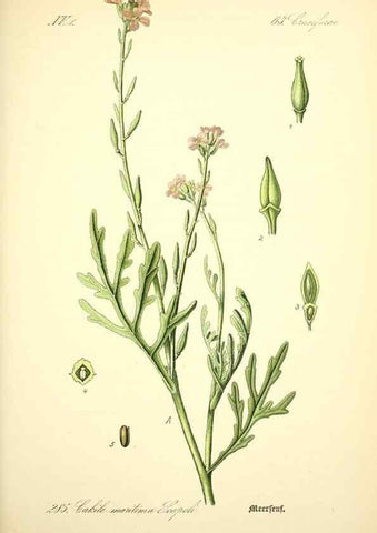 Reproducción/Reproduction 27038802182: Prof. Dr. Thomé's Flora von Deutschland, Österreich und der Schweiz, in Wort und Bild, für Schule und Haus ; mit ... Tafeln ... von Walter Müller.. Gera-Untermhaus :F.E. Köhler,1886-1934.