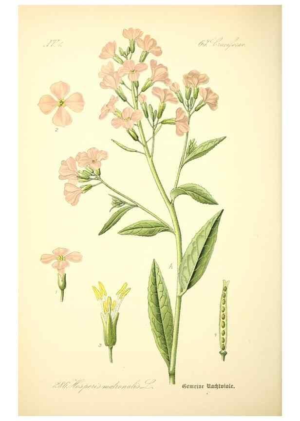 Reproducción/Reproduction 27038804572: Prof. Dr. Thomé's Flora von Deutschland, Österreich und der Schweiz, in Wort und Bild, für Schule und Haus ; mit ... Tafeln ... von Walter Müller.. Gera-Untermhaus :F.E. Köhler,1886-1934.