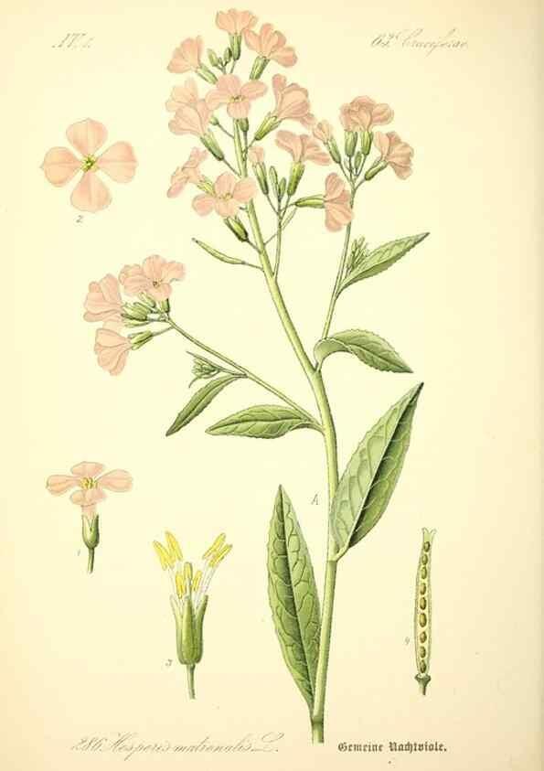 Reproducción/Reproduction 27038804572: Prof. Dr. Thomé's Flora von Deutschland, Österreich und der Schweiz, in Wort und Bild, für Schule und Haus ; mit ... Tafeln ... von Walter Müller.. Gera-Untermhaus :F.E. Köhler,1886-1934.