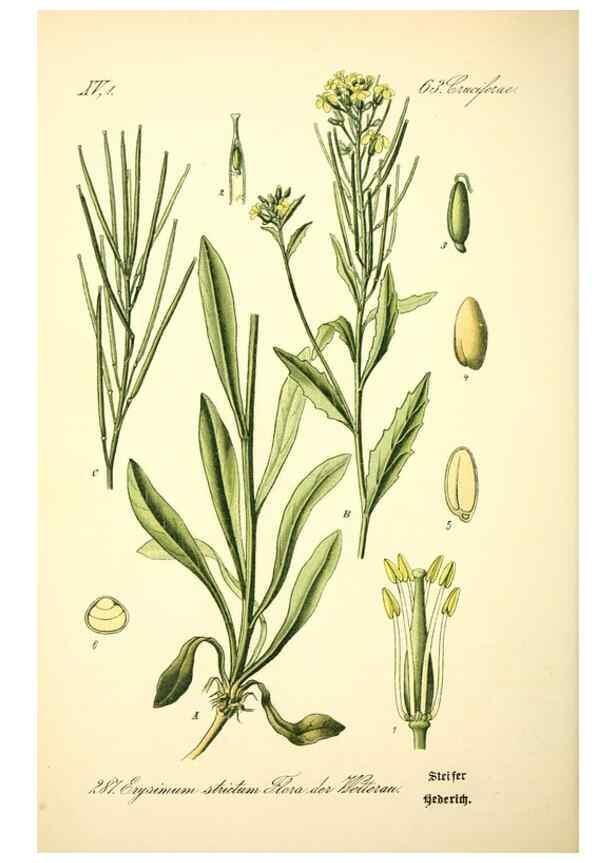 Reproducción/Reproduction 27100231506: Prof. Dr. Thomé's Flora von Deutschland, Österreich und der Schweiz, in Wort und Bild, für Schule und Haus ; mit ... Tafeln ... von Walter Müller.. Gera-Untermhaus :F.E. Köhler,1886-1934.