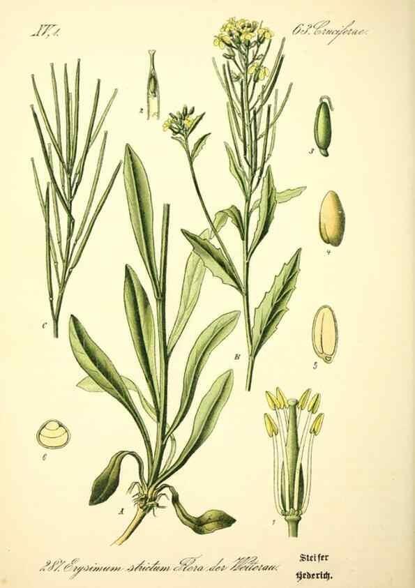 Reproducción/Reproduction 27100231506: Prof. Dr. Thomé's Flora von Deutschland, Österreich und der Schweiz, in Wort und Bild, für Schule und Haus ; mit ... Tafeln ... von Walter Müller.. Gera-Untermhaus :F.E. Köhler,1886-1934.