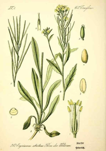 Reproducción/Reproduction 27100231506: Prof. Dr. Thomé's Flora von Deutschland, Österreich und der Schweiz, in Wort und Bild, für Schule und Haus ; mit ... Tafeln ... von Walter Müller.. Gera-Untermhaus :F.E. Köhler,1886-1934.