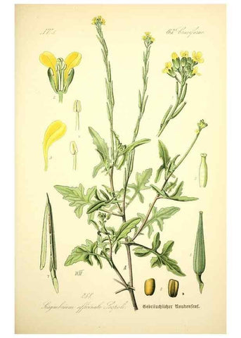 Reproducción/Reproduction 27100237926: Prof. Dr. Thomé's Flora von Deutschland, Österreich und der Schweiz, in Wort und Bild, für Schule und Haus ; mit ... Tafeln ... von Walter Müller.. Gera-Untermhaus :F.E. Köhler,1886-1934.