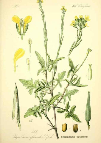 Reproducción/Reproduction 27100237926: Prof. Dr. Thomé's Flora von Deutschland, Österreich und der Schweiz, in Wort und Bild, für Schule und Haus ; mit ... Tafeln ... von Walter Müller.. Gera-Untermhaus :F.E. Köhler,1886-1934.