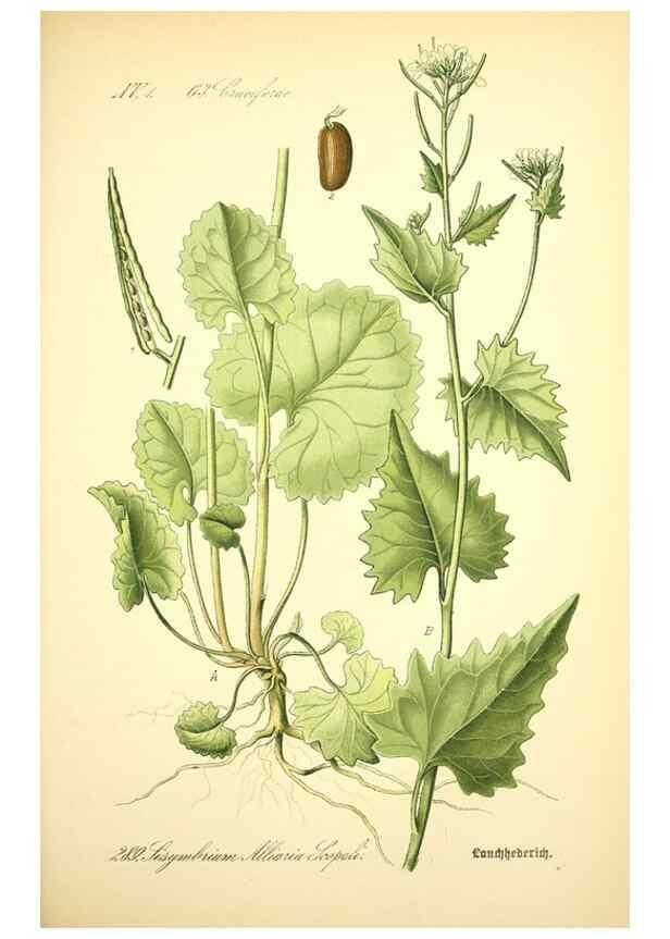 Reproducción/Reproduction 26529518623: Prof. Dr. Thomé's Flora von Deutschland, Österreich und der Schweiz, in Wort und Bild, für Schule und Haus ; mit ... Tafeln ... von Walter Müller.. Gera-Untermhaus :F.E. Köhler,1886-1934.