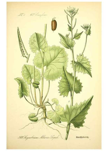 Reproducción/Reproduction 26529518623: Prof. Dr. Thomé's Flora von Deutschland, Österreich und der Schweiz, in Wort und Bild, für Schule und Haus ; mit ... Tafeln ... von Walter Müller.. Gera-Untermhaus :F.E. Köhler,1886-1934.