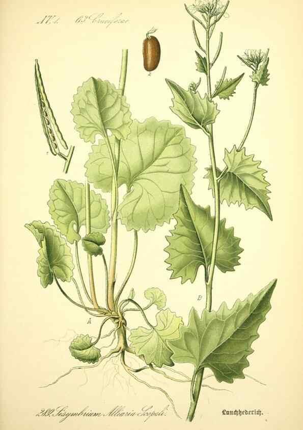 Reproducción/Reproduction 26529518623: Prof. Dr. Thomé's Flora von Deutschland, Österreich und der Schweiz, in Wort und Bild, für Schule und Haus ; mit ... Tafeln ... von Walter Müller.. Gera-Untermhaus :F.E. Köhler,1886-1934.