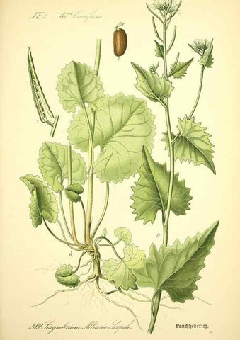 Reproducción/Reproduction 26529518623: Prof. Dr. Thomé's Flora von Deutschland, Österreich und der Schweiz, in Wort und Bild, für Schule und Haus ; mit ... Tafeln ... von Walter Müller.. Gera-Untermhaus :F.E. Köhler,1886-1934.