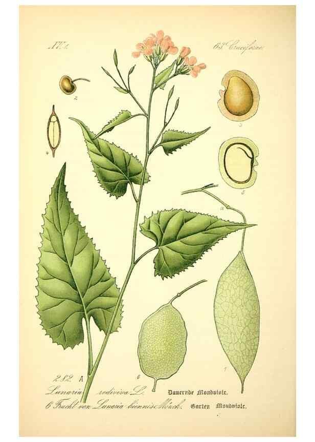 Reproducción/Reproduction 26529497443: Prof. Dr. Thomé's Flora von Deutschland, Österreich und der Schweiz, in Wort und Bild, für Schule und Haus ; mit ... Tafeln ... von Walter Müller.. Gera-Untermhaus :F.E. Köhler,1886-1934.