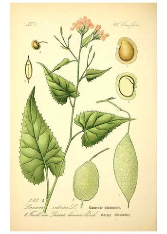 Reproducción/Reproduction 26529497443: Prof. Dr. Thomé's Flora von Deutschland, Österreich und der Schweiz, in Wort und Bild, für Schule und Haus ; mit ... Tafeln ... von Walter Müller.. Gera-Untermhaus :F.E. Köhler,1886-1934.