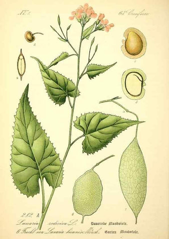 Reproducción/Reproduction 26529497443: Prof. Dr. Thomé's Flora von Deutschland, Österreich und der Schweiz, in Wort und Bild, für Schule und Haus ; mit ... Tafeln ... von Walter Müller.. Gera-Untermhaus :F.E. Köhler,1886-1934.