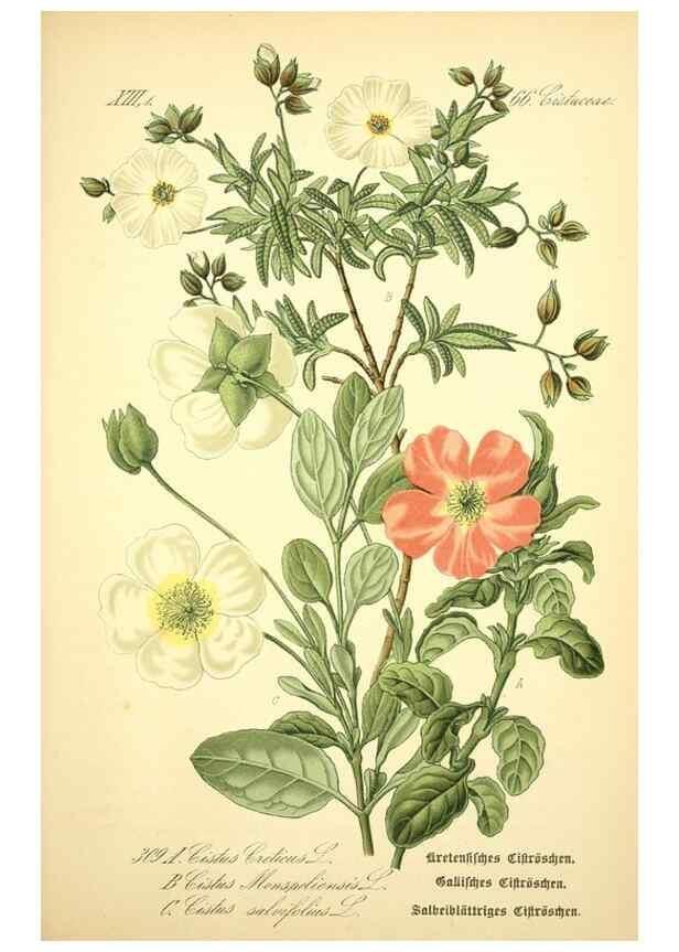 Reproducción/Reproduction 26527973184: Prof. Dr. Thomé's Flora von Deutschland, Österreich und der Schweiz, in Wort und Bild, für Schule und Haus ; mit ... Tafeln ... von Walter Müller.. Gera-Untermhaus :F.E. Köhler,1886-1934.