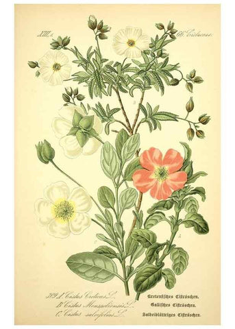 Reproducción/Reproduction 26527973184: Prof. Dr. Thomé's Flora von Deutschland, Österreich und der Schweiz, in Wort und Bild, für Schule und Haus ; mit ... Tafeln ... von Walter Müller.. Gera-Untermhaus :F.E. Köhler,1886-1934.
