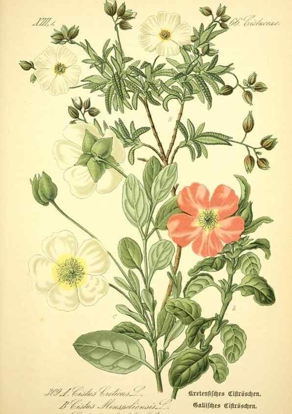 Reproducción/Reproduction 26527973184: Prof. Dr. Thomé's Flora von Deutschland, Österreich und der Schweiz, in Wort und Bild, für Schule und Haus ; mit ... Tafeln ... von Walter Müller.. Gera-Untermhaus :F.E. Köhler,1886-1934.
