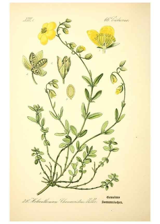 Reproducción/Reproduction 27133912605: Prof. Dr. Thomé's Flora von Deutschland, Österreich und der Schweiz, in Wort und Bild, für Schule und Haus ; mit ... Tafeln ... von Walter Müller.. Gera-Untermhaus :F.E. Köhler,1886-1934.
