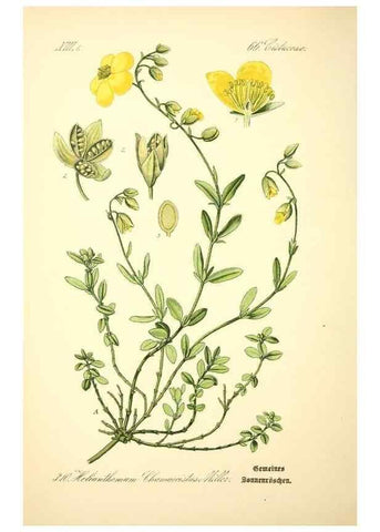 Reproducción/Reproduction 27133912605: Prof. Dr. Thomé's Flora von Deutschland, Österreich und der Schweiz, in Wort und Bild, für Schule und Haus ; mit ... Tafeln ... von Walter Müller.. Gera-Untermhaus :F.E. Köhler,1886-1934.