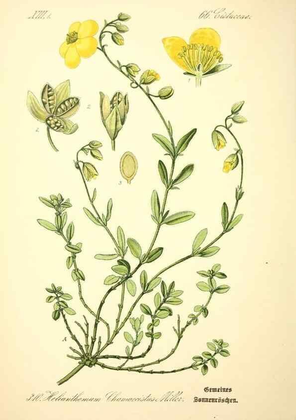 Reproducción/Reproduction 27133912605: Prof. Dr. Thomé's Flora von Deutschland, Österreich und der Schweiz, in Wort und Bild, für Schule und Haus ; mit ... Tafeln ... von Walter Müller.. Gera-Untermhaus :F.E. Köhler,1886-1934.