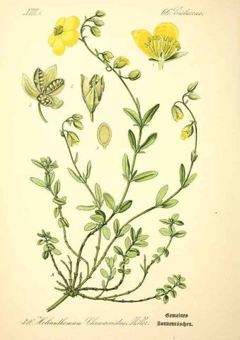 Reproducción/Reproduction 27133912605: Prof. Dr. Thomé's Flora von Deutschland, Österreich und der Schweiz, in Wort und Bild, für Schule und Haus ; mit ... Tafeln ... von Walter Müller.. Gera-Untermhaus :F.E. Köhler,1886-1934.
