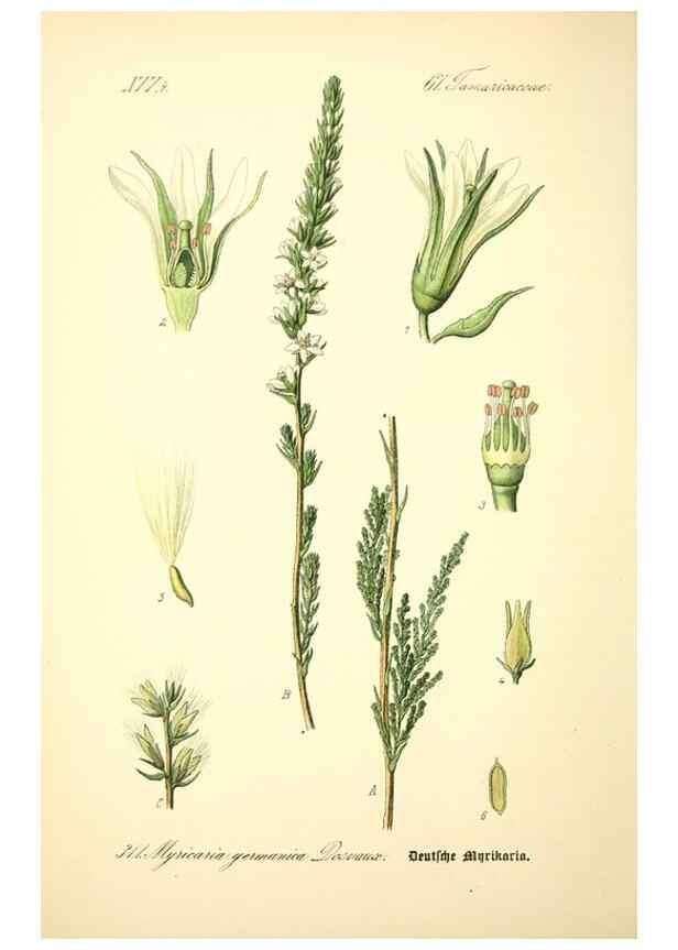 Reproducción/Reproduction 27133917195: Prof. Dr. Thomé's Flora von Deutschland, Österreich und der Schweiz, in Wort und Bild, für Schule und Haus ; mit ... Tafeln ... von Walter Müller.. Gera-Untermhaus :F.E. Köhler,1886-1934.