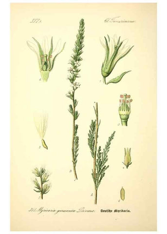 Reproducción/Reproduction 27133917195: Prof. Dr. Thomé's Flora von Deutschland, Österreich und der Schweiz, in Wort und Bild, für Schule und Haus ; mit ... Tafeln ... von Walter Müller.. Gera-Untermhaus :F.E. Köhler,1886-1934.