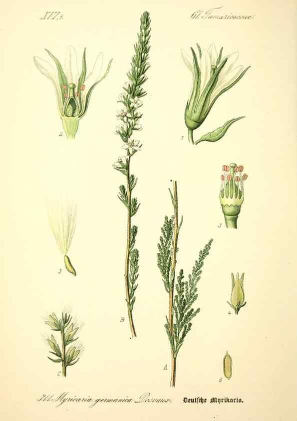 Reproducción/Reproduction 27133917195: Prof. Dr. Thomé's Flora von Deutschland, Österreich und der Schweiz, in Wort und Bild, für Schule und Haus ; mit ... Tafeln ... von Walter Müller.. Gera-Untermhaus :F.E. Köhler,1886-1934.