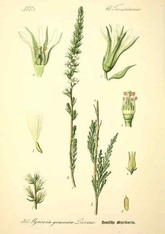 Reproducción/Reproduction 27133917195: Prof. Dr. Thomé's Flora von Deutschland, Österreich und der Schweiz, in Wort und Bild, für Schule und Haus ; mit ... Tafeln ... von Walter Müller.. Gera-Untermhaus :F.E. Köhler,1886-1934.