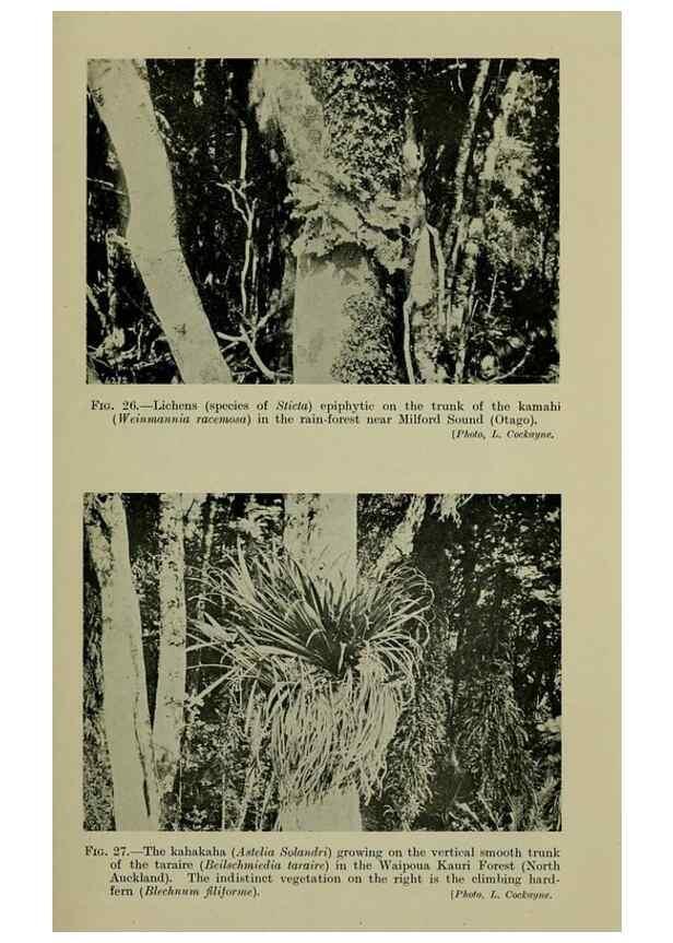 Reproducción/Reproduction 27131886641: New Zealand plants and their story.. Wellington, N.Z.,M.F. Marks, Govt. Printer,1919.