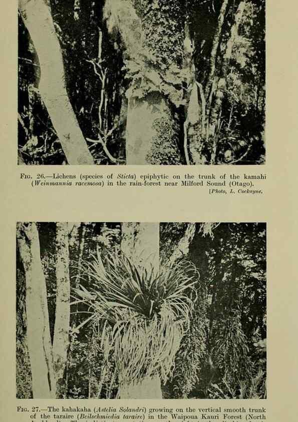 Reproducción/Reproduction 27131886641: New Zealand plants and their story.. Wellington, N.Z.,M.F. Marks, Govt. Printer,1919.