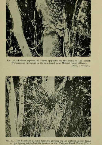 Reproducción/Reproduction 27131886641: New Zealand plants and their story.. Wellington, N.Z.,M.F. Marks, Govt. Printer,1919.