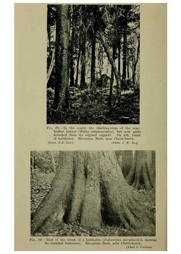 Reproducción/Reproduction 27104619482: New Zealand plants and their story.. Wellington, N.Z.,M.F. Marks, Govt. Printer,1919.