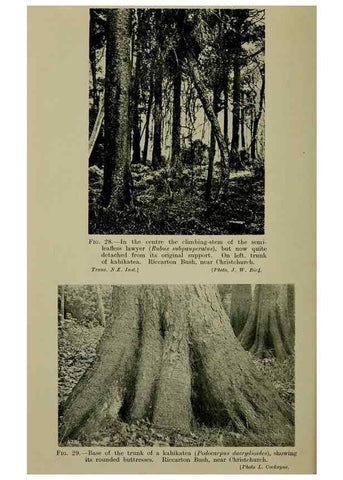 Reproducción/Reproduction 27104619482: New Zealand plants and their story.. Wellington, N.Z.,M.F. Marks, Govt. Printer,1919.