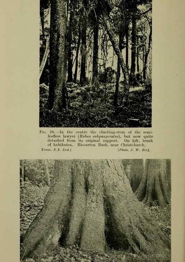 Reproducción/Reproduction 27104619482: New Zealand plants and their story.. Wellington, N.Z.,M.F. Marks, Govt. Printer,1919.