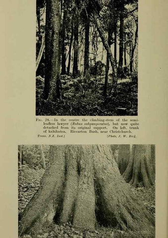 Reproducción/Reproduction 27104619482: New Zealand plants and their story.. Wellington, N.Z.,M.F. Marks, Govt. Printer,1919.